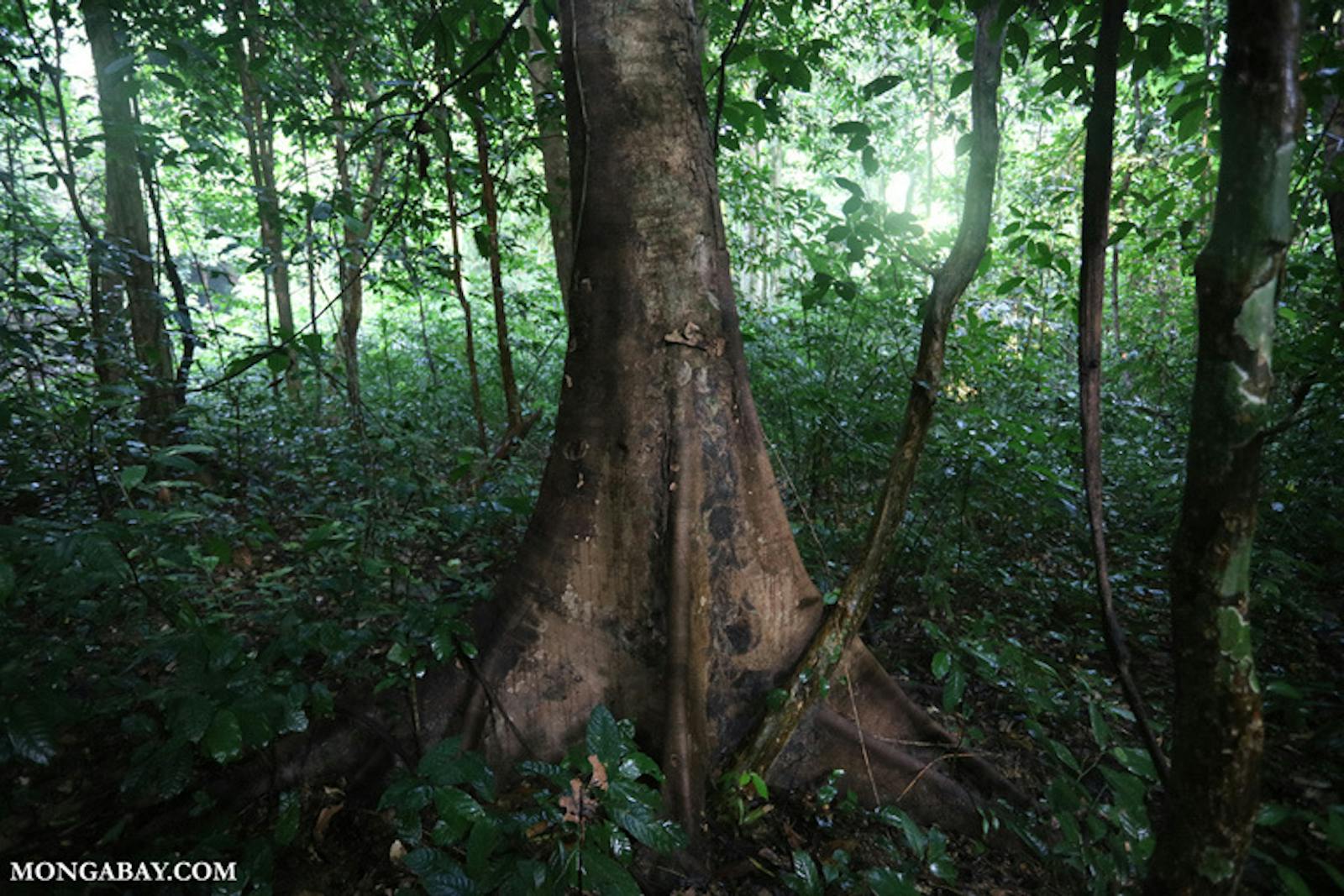 Northern Vietnam Lowland Rainforests One Earth